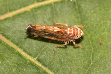 Trattamento flavescenza dorata