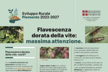 Flavescenza dorata: lotta obbligatoria